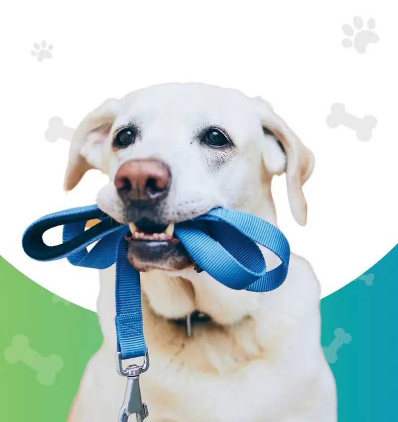 Perrito con su correa