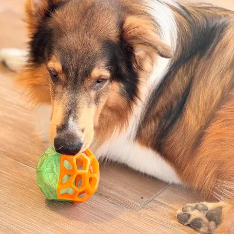 Perro collie mordiendo una pelota de juguete
