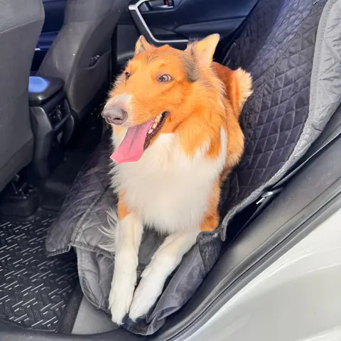 Perro en el asiento del carro con su protector