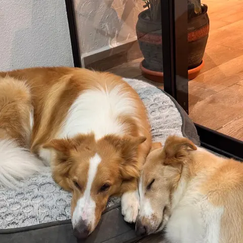 Dos perros durmiendo juntos en su cama