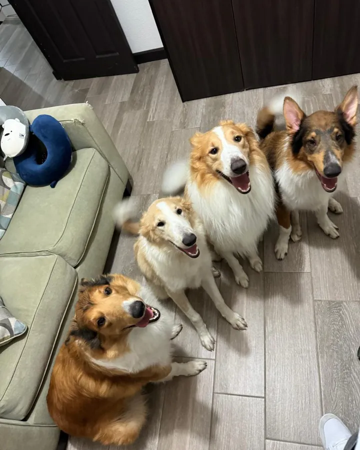 Luna, Polo, Mollie y Flappy, los cuatro perros que inspiran la tienda